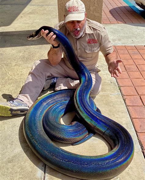 Strangest Rainbow Black Snake Al Mayadeen English