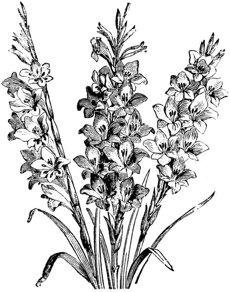Beautiful pencil gladiolus flower grey drawing sketch illustration perfect for invitations, announcements or fabric. Hybrids from Gladiolus Gandavensis | ClipArt ETC