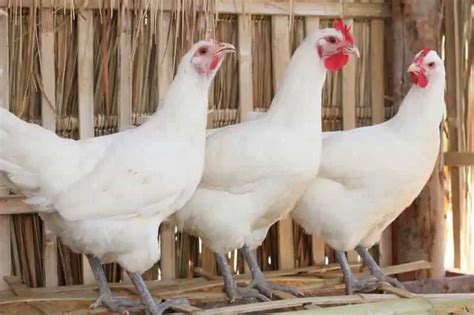 White Egg Laying Chicken Breeds