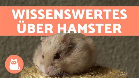 10 Erstaunliche Fakten über Hamster 💖 Youtube