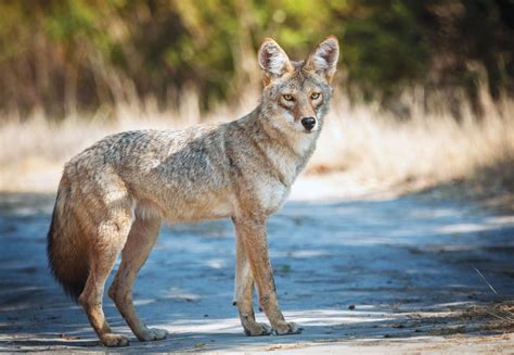 Why Do Dogs Howl At Coyotes