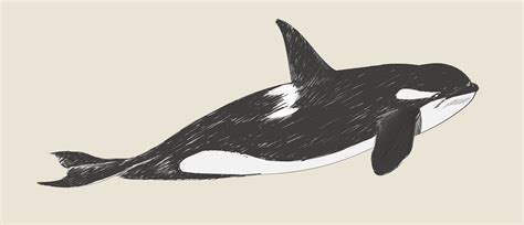Illustration Drawing Style Of Killer Whale Download Free Vectors