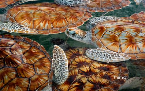 Bing Sea Turtle Wallpaper Wallpapersafari