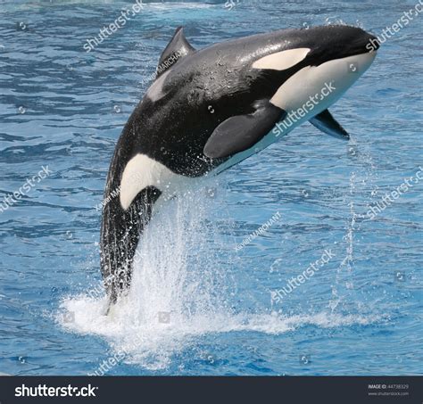 Killer Whale Jumping Out Of The Water Stock Photo 44738329 Shutterstock
