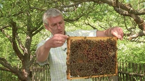 Viele davon halten ihre bienen im garten. Bienen im Kleingarten halten: Das ist zu beachten | MDR.DE
