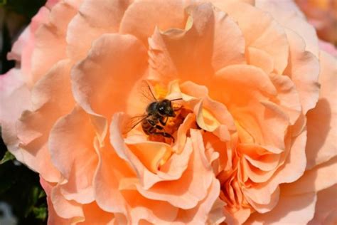 Are Roses Bee Friendly Best Varieties A Prettier Petal