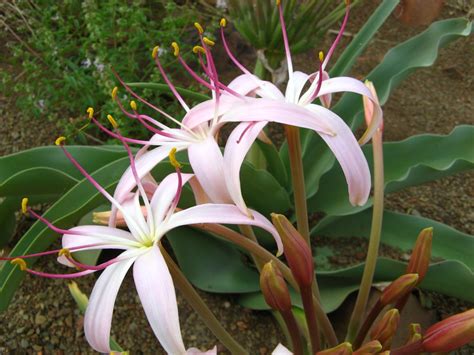 African Plants A Photo Guide Crinum Buphanoides Welw Ex Baker