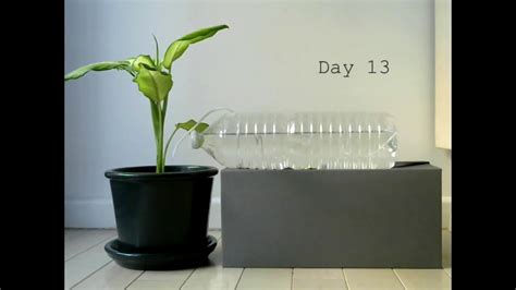 Diy Plant Watering System For Vacations One Month Timelapse Youtube