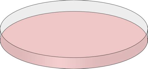 Pale Pink Petri Dish Open Clip Art At Vector Clip Art