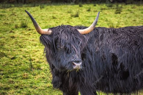 Premium Photo Close Up Of Scottish Highland Cow
