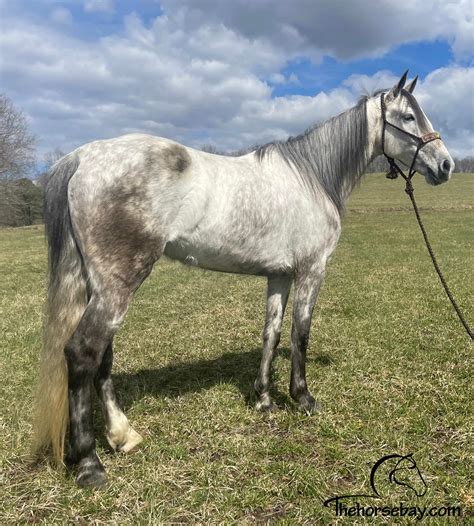 Stella | Thehorsebay.com