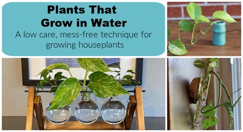 How To Grow Plants In Water