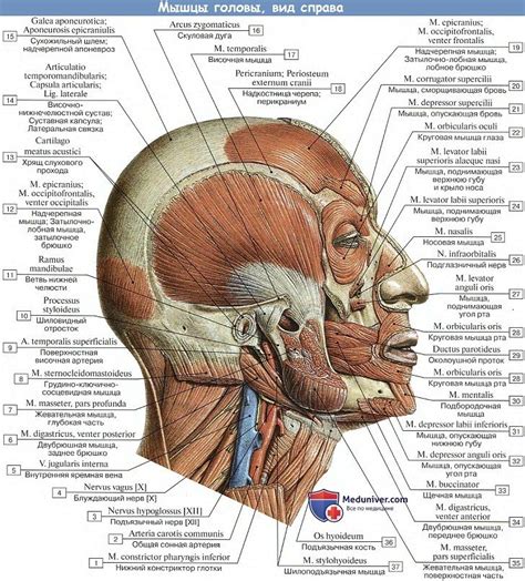 Мимические мышцы лица анатомия их функции