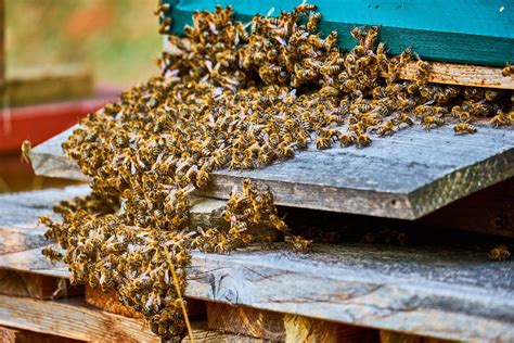 Maybe you would like to learn more about one of these? Safe Swarm and Bee Removal in Orange County