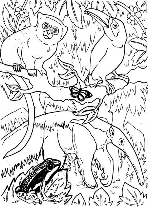 Rainforest Birds Coloring Pages At Free Printable