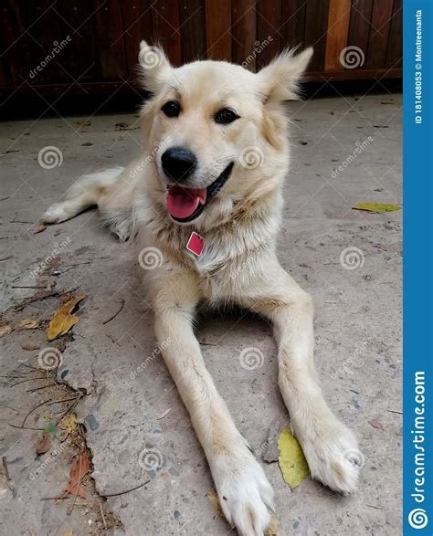 Happy Dog Smiling Stock Image Image Of Forms Animal 181408053