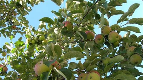 Fruit Trees Home Gardening Apple Cherry Pear Plum Multi Variety