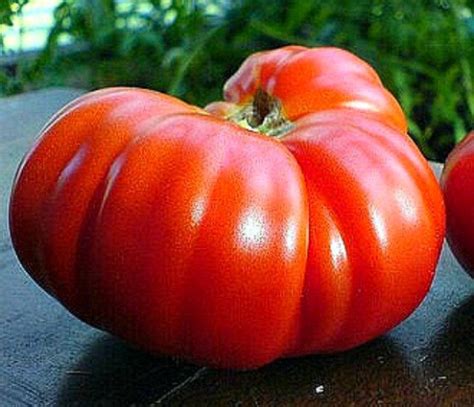 Goliath Tomato Smart Seeds Emporium