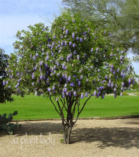 Are there any important trees in your country? Grape Bubblegum Flowers.... - Ramblings from a Desert Garden