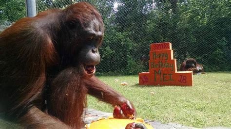 Waco Orangutan Expecting Registered At Target For Baby Shower Fort