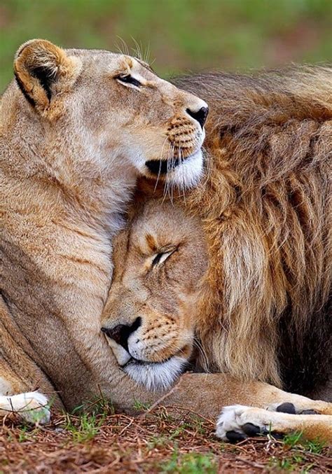 Lion And Lioness The Royal Couple At Their Best Animals Lion Love
