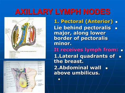 Axillary Lymph Node Diagram