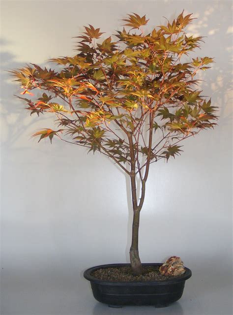 Japanese Red Maple Bonsai Treeacer Palmatum Rhode Island Red