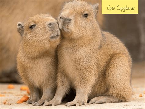 Capybara Newborn