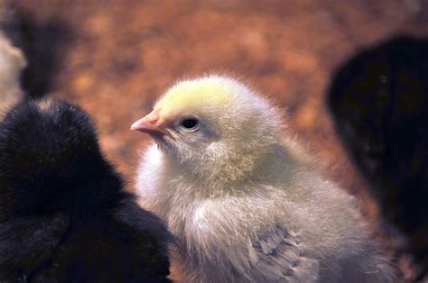Baby Chick Free Stock Photo Public Domain Pictures