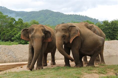 Inside A Thai Elephant Sanctuary The Washington Post