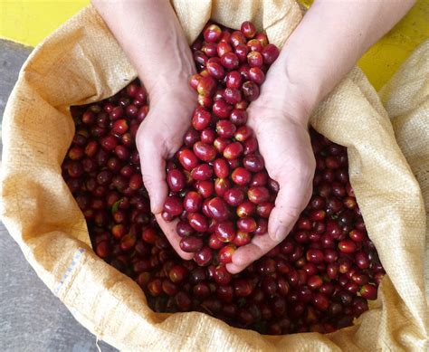 Everything You Need To Know About Ecuadors Coffee Industry