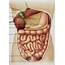 Abdominal Anatomy Quizlet  Posterior Wall Flashcards