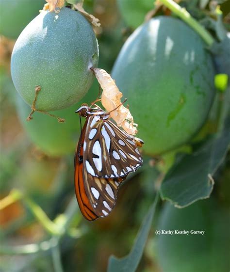 Bug Squad Agriculture And Natural Resources Blogs Butterfly Nature