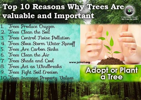 Creates Trust Top 10 Reasons Why Trees Are Valuable And Important