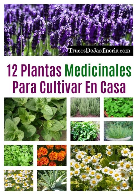 12 Plantas Medicinales Para Cultivar En Casa Trucos De Jardineria