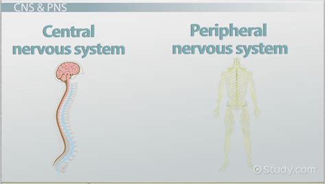 The Human Nervous System Parts And Functions Video And Lesson