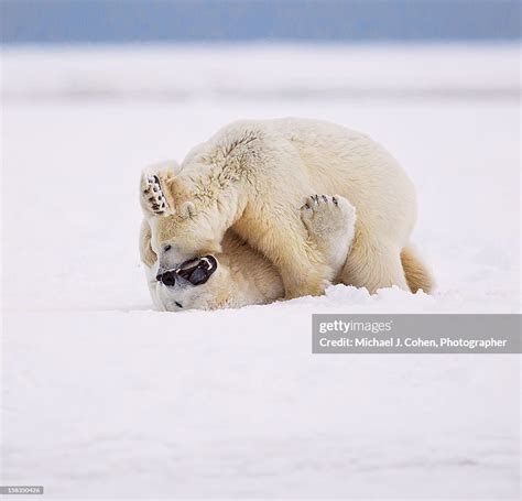 Wrestling Polar Bears High Res Stock Photo Getty Images