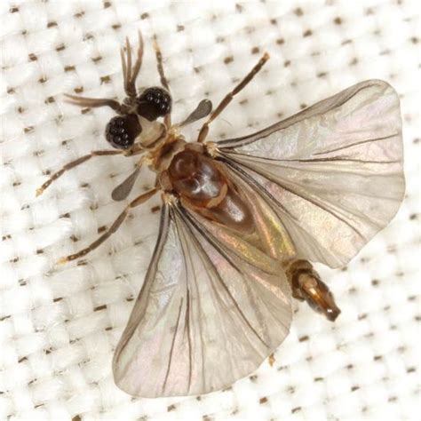Strepsiptera Everything You Need To Know With Photos Videos