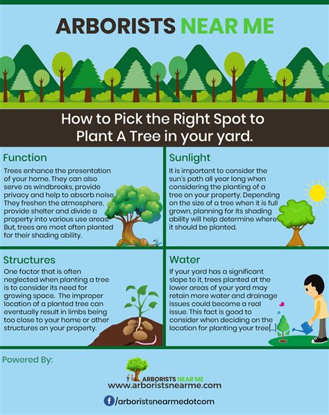 How To Pick The Right Spot To Plant A Tree 6 Deciding Factors