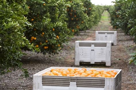 Image Of Navel Oranges With Bins And Trees In Background