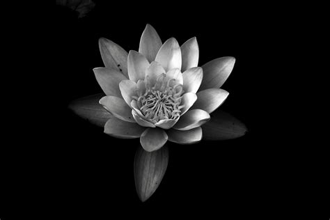 1,908 free photos about cactus flower. White Lilies for a New Life - Neybg