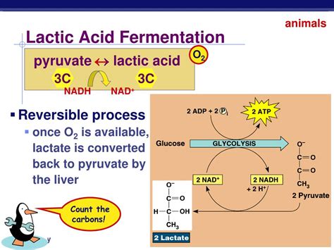Ppt Cellular Respiration Stage Glycolysis Powerpoint Presentation