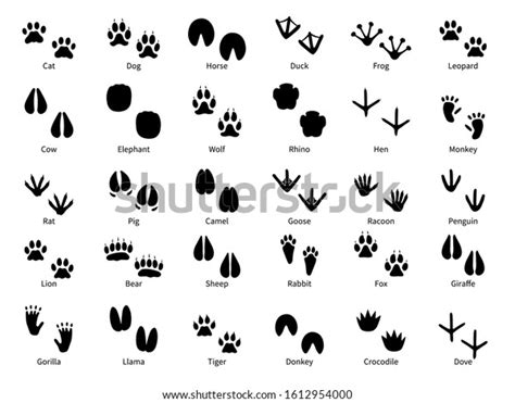 Vector Footprints Animal Images Search Images On Everypixel