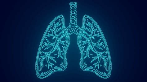 Glowing Human Lungs With Bronchioles Human Stock Motion Graphics Sbv
