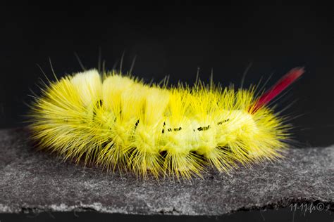 Chenille Punk Jaune Imageinir