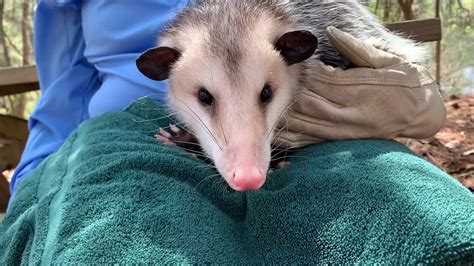 Amazing Adaptations The Virginia Opossum With Activity Sheet Youtube