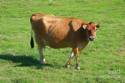 Find the perfect jersey cow stock photo. Jersey Cow 2 Photograph by Sharon Talson