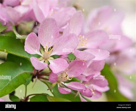 Crabapple Blossom Malus Makamik Stock Photo Alamy
