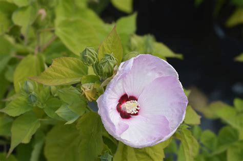 How To Care For Perennial Hibiscus