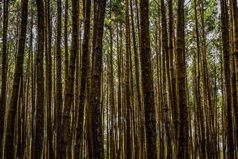 Hutan Pinus Pictures | Download Free Images on Unsplash